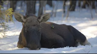 Лось с синицей. Moose with tit.