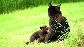 20210617 - Mama bear nursing 2 cubs #2