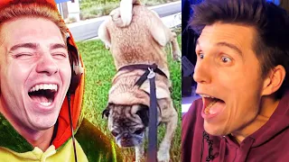 Paluten REAGIERT auf MEXIFY reagiert auf NICHT LACHEN! | (Mops Edition)