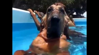 Dogs in a pool party