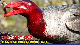 🔴 9 Loài Chim Nguy Hiểm Và Đáng Sợ Nhất Hành Tinh Cho Tiền Tỷ Cũng Đừng Dại Mà Đến Gần