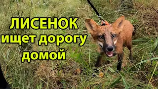 ЛИСЕНОК ИЩЕТ ДОРОГУ ДОМОЙ