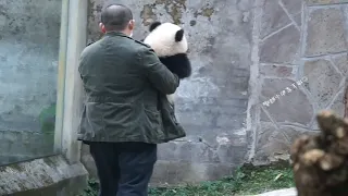 【大熊猫渝爱】饲养员掸掸灰尘抱走渝爱，那时候才半岁的软软糯糯的小爱同学，谁能想到后来成了背负多条鸟命爱姐