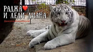 💕Красавец белый тигр РАДЖА и суровая ЛЕДИ ДИ.💕 White tiger Raja and angry tigress LADY DEE.