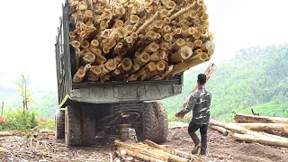 Crazy Way They Transport Tons of Acacia Wood from Deep Forest