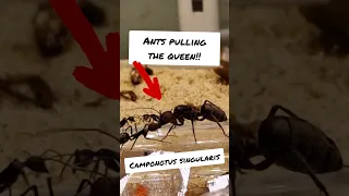 This looks brutal! Camponotus singularis on the move!