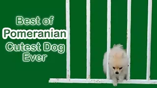 Best of Pomeranian Cutest dog in this world 2018 by Viral Dogs