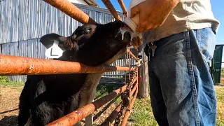 Yearlings First Pasture Move and Hungry Calves!