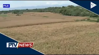 NEWS BREAK: Halos P500-M halaga pananim, napinsala dahil sa matinding init sa North Cotabato