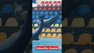 Dolphins🐬🐬 jump in pool #youtube #viral #shorts #trending