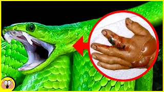 Top 10 der giftigsten Schlangen der Welt