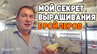 Бройлеры выращивание и уход. Забой бройлера / Бизнес на бройлерах