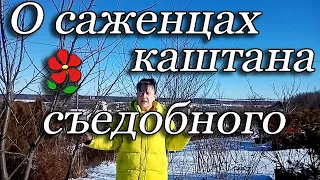 Саженцы каштана съедобного. Как купить растение, и не перепутать его с другим каштаном.