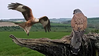 Kestrel Narrowly Avoids Red Kite | Discover Wildlife | Robert E Fuller