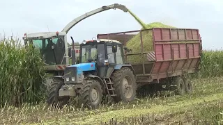 Уборка кукурузы на силос: Claas Jaguar 870,John Deere 6750 vs МТЗ 82,1221,3522; МАЗ 5551,5516