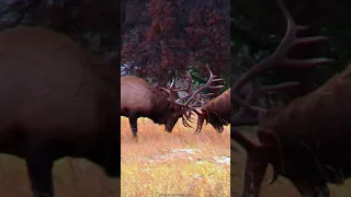 Huge Elk Bulls Battle