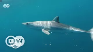 Ailing rays and sharks in the Adriatic Sea | DW English