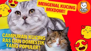 Mengenal Ciri dan Keunikan Kucing Mixdom, Campuran Kucing Ras dan Domestik yang Populer