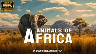 ANIMALS OF AFRICA 4K - Scenic Relaxation Film With Inspiring Music