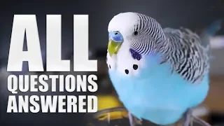 Everything You Need to know About Budgie Parakeet Care  Compilation