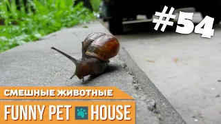 СМЕШНЫЕ ЖИВОТНЫЕ И ПИТОМЦЫ #54 МАЙ 2019 [Funny Pet House] Смешные животные