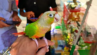 Pineapple Conure Tame Baby