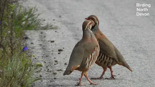 Red-legged Partridge Algarve Portugal @birdingnorthdevon