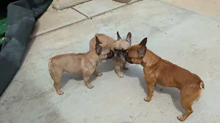 Daily Frenchie Dose May 7, 2024