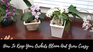 The Best 5 Ways To Keep Your Orchids Blooming