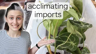 How to Acclimate Imported Plants 🪴 Anthurium & Philodendron Acclimation