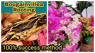 Easy Way to Root Bougainvillea Stem Cuttings 60 days update | ബൊഗൈൻവില്ല എളുപ്പത്തിൽ വേര് പിടിക്കാൻ