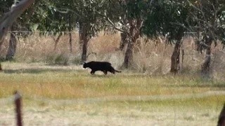 Experts Divided Over Mysterious Big Black Cat Spotted In Mississippi