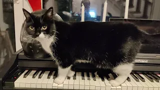 talented cat plays horror music on piano