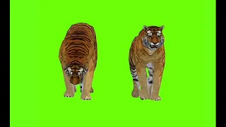 Male Lion | Best Green Screen ( Download Link) lion green screen video for video editing