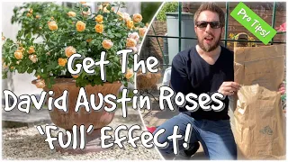 How To Plant David Austin Roses For ‘FULL’ Effect! In POTS! Bare Root!