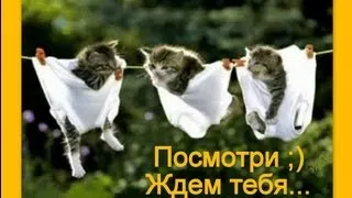 Котоматрица Приколы про кошек Выпуск 3