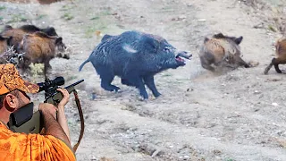 MÜKEMMEL YABAN DOMUZU AVLARINDAN SAHNELER-3 / BEST WILD BOAR HUNTING COMPILATION / HOG HUNTS, PIG