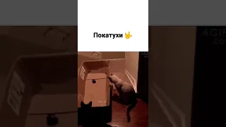 Гонки и игры у котов 👏