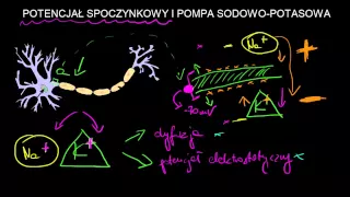 Potencjał spoczynkowy i pompa sodowo-potasowa