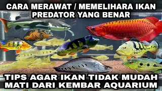 CARA MERAWAT / MEMELIHARA IKAN PREDATOR YANG BENAR AGAR IKAN TIDAK MUDAH MATI DARI KEMBAR AQUARIUM