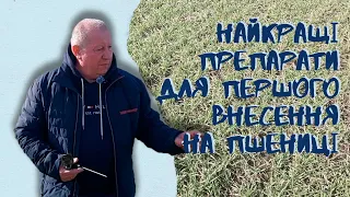 Перший фунгіцидний захист пшениці