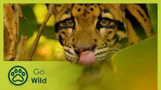 Thailand – The Wild Heart - Wildest Indochina 3/5 - Go Wild