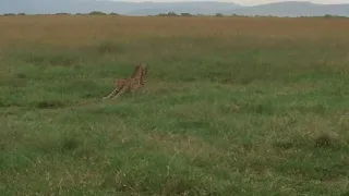 Cheetah, Maasai Mara