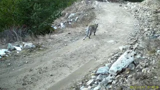 Дикий леопард в Кабардино-Балкария