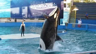 Miami Seaquarium Killer Whale & Dolphin Show - Full Show 11/5/17 (2)