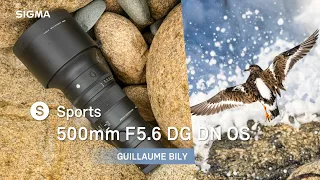Wildlife Photography with the SIGMA 500mm F5.6 DG DN OS | Sports - Guillamue Bily