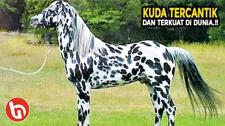 SANGAT JARANG DITEMUI! Inilah Spesies Kuda Tercantik dan Terkuat di Dunia, Ukurannya Gede Banget