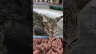 Very hungry kitten 🐱