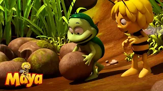 How To Make A Dung Ball! - Maya the bee🍯🐝🍯