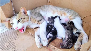 Rescue poor abandoned mother cat and her 5 newborn kittens ( before and after )